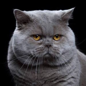 Meet your Posher, Erick